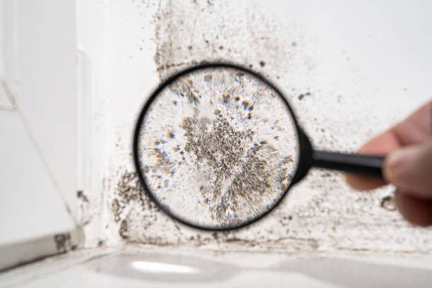 Best Commercial Mold Inspection  in USA